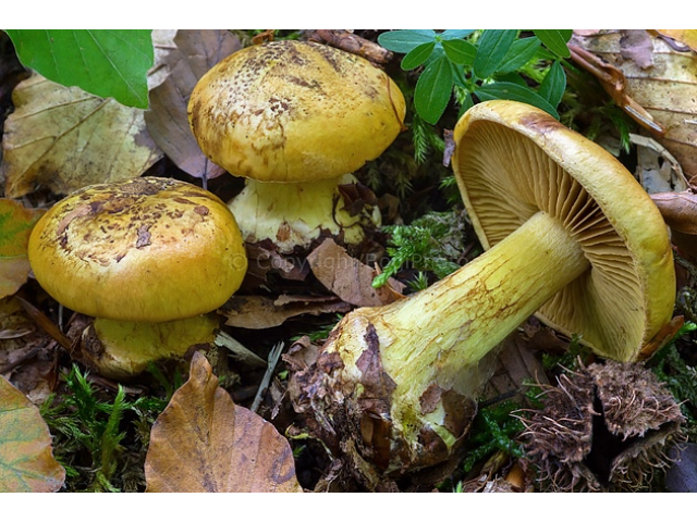 Мицелий Паутинника блестящего (Cortinarius splendens)